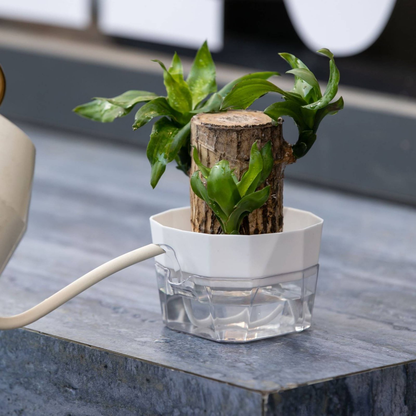 Vase hydroponique à 2 niveaux  - Automatic Watering avis et prix
